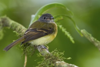 Tawny-chested Flycatcher Aphanotriccus capitalis) perched on a branch in Costa Rica