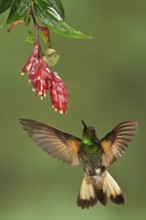 Buff-tailed Coronet (Boissonneaua flavescens) flying while feeding at a flower in Ecuador, South