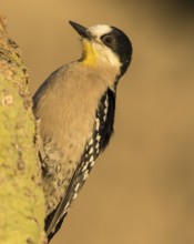White-fronted Woodpecker (Melanerpes cactorum), Bolivia