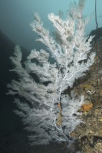 Christmas tree coral (Antipathes dendrochristos)