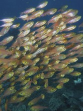 Pigmy sweeper (Parapriacanthus ransonneti)