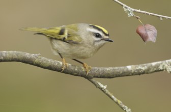 Golden-crowned Kinglet (Regulus satrapa), British Columbia, Canada