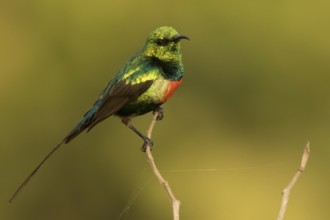 Beautiful Sunbird (Cinnyris pulchellus) male, Gambia