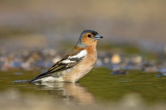 Chaffinch, (Fringilla coelebs), foraging, biotope, Wadi Darbat, Salalah, Greece, Oman