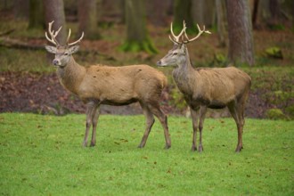 Two stags with imposing antlers standing in an autumnal forest, red deer (Cervus elaphus), Hesse,