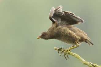 Common Moorhen (Gallinula chloropus) juvenile, North Rhine-Westphalia, Germany
