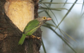 A Brown-headed Barbet (Psilopogon zeylanicus), Sreepur, Gazipur, Bangladesh