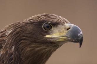White-tailed Eagle (Haliaeetus albicilla) young, Pusztaszer, Hungary