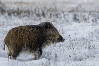 A wild boar (Sus scrofa) trudges through the snow, winter, snow, cold, baby animals, cute,