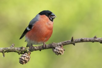Eurasian Bullfinch (Pyrrhula pyrrhula) male perched on a branch, Lower Saxony, Germany