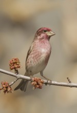 Purple Finch (Haemorhous purpureus) male, Ohio, USA