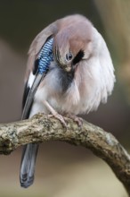Eurasian Jay (Garrulus glandarius), Asturias, Spain