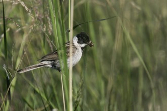 Pallas's Reed Bunting (Emberiza pallasi) male with food in beak, Dornod, Mongolia