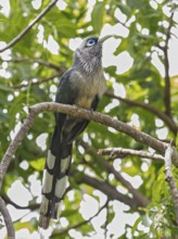 Blue-faced Malkoha (Phaenicophaeus viridirostris), Sri Lanka