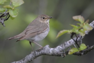 Swainson's Thrush (Catharus ustulatus), Alaska, USA