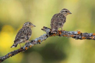 Rock Sparrow (Petronia petronia), Andalusia, Spain