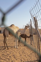 Dromedary (Camelus dromedarius) with calf, breeding station in the Wahiba Sands or Rimal Al Wahiba