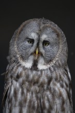 Great grey owl (Strix nebulosa) adult bird of prey head portrait, England, United Kingdom