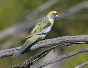 Yellow Rosella (Platycercus elegans flaveolus), Victoria, Australia
