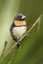 Chestnut-breasted Mannikin (Lonchura castaneothorax) perched on a twig, Queensland, Australia
