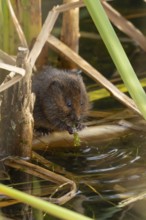 Water vole (Arvicola amphibius) adult rodent animal feeding on pondweed in a reedbed on a pond,