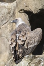 Griffon vulture (Gyps fulvus), sitting on a stone, captive, Alpine Zoo, Innsbruck, Tyrol, Austria