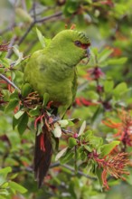 Slender-billed Parakeet (Enicognathus leptorhynchus) perched on a branch in Chile