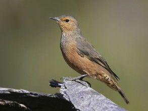 Rufous Treecreeper (Climacteris rufus), South Australia, Australia