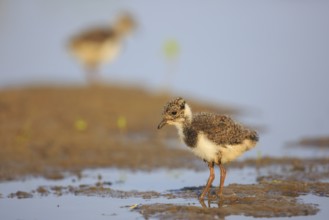 Northern Lapwing (Vanellus vanellus) juvenile, North Rhine-Westphalia, Germany