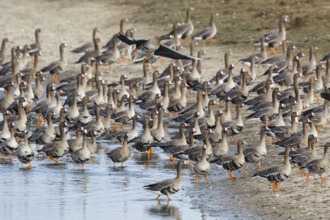 Greater White-fronted Goose (Anser albifrons) huge flock resting in water, North Rhine-Westphalia,