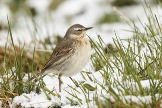Water Pipit (Anthus spinoletta), Tyrol, Austria