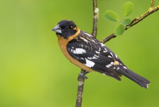 Black-headed Grosbeak (Pheucticus melanocephalus) male, British Columbia, Canada