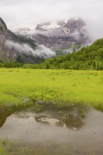 Nature conservancy area Grosser Ahornboden. Sycamore maple trees, Acer pseudoplatanus, in summer.