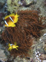 Fluorescent bubble anemone (Entacmaea quadricolor)
