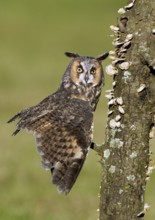 Long-eared Owl (Asio otus), Texas, USA