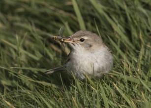 Booted Warbler (Iduna caligata) perched on a branch, Wales, United Kingdom
