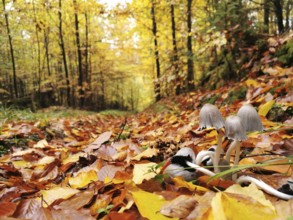 Autumn leaves cover the forest floor, small mushrooms (Coprinellus micaceus) grow on the edge of a