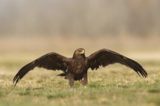 Greater Spotted Eagle (Clanga clanga) juvenile spreading its wings, Subotica, Serbia