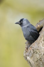 Dohle (Corvus monedula), Jackdaw, Altvogel schaut aus der Nisthoehle, beim Nestbau, April, Borken,