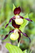 Native orchids, lady's slipper, (Cypripedium calceolus), Lower Saxony, Federal Republic of Germany