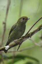 Blue Manakin (Chiroxiphia caudata) perched on a branch in the Atlantic rainforest of southeast