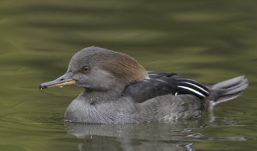 Hooded Merganser (Lophodytes cucullatus) female, Arizona, USA