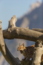 One Eurasian lynx, (Lynx lynx), resting high up on a dead tree. Side view with mountains in the