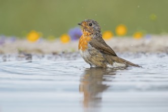European Robin (Erithacus rubecula) at a waterhole, Aosta Valley, Italy