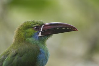 Crimson-rumped Toucanet (Aulacorhynchus haematopygus), Pichincha, Ecuador