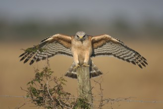 Red-shouldered Hawk (Buteo lineatus), Florida, USA