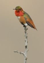 Allen's Hummingbird Male (Selasphorus sasin) - Rancho Palos Verdes, California