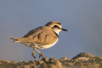Kentish Plover (Charadrius alexandrinus), Lesvos, Greece