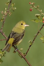 Scarlet Tanager (Piranga olivacea) female, Texas, USA