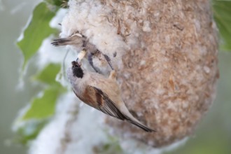 Eurasian Penduline Tit (Remiz pendulinus) female removing faeces out of the nest, Saxony-Anhalt,